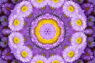 Purple mauve and yellow flower