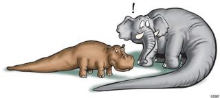 elephant and hippo with tails like a cedar