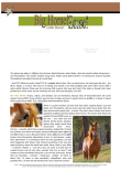 Horse / Zebra / Donkey Article for kids; free printable