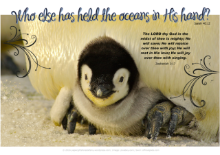 FREE Bible poster featuring a cute emperor penguin chick sitting on Dad's feet; Bible verses from Zephaniah 3:17 and Isaiah 40:12; free printable