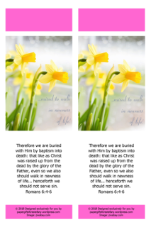FREE Daffodil Bookmark with Bible verses from Romans 6:4-6; free printable