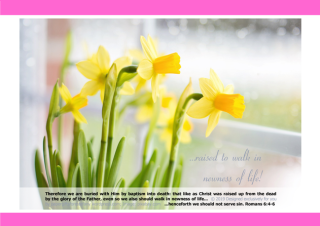 FREE Daffodil Poster with Bible verses from Romans 6:4-6; free printable