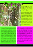 Colugo article for kids; pink, green and yellow fleuro background; free printable