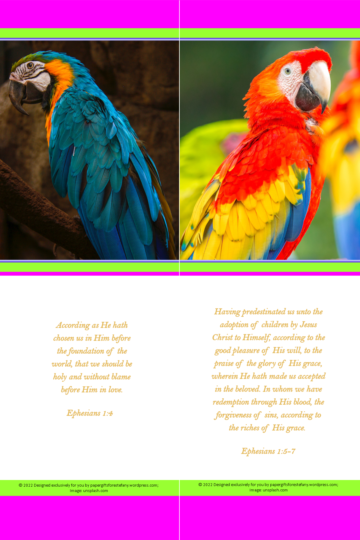 FREE Macaw bookmarks with Bible verses from Ephesians 1:4 and Ephesians 1:5-7; bright pink, lime, white background; free printable