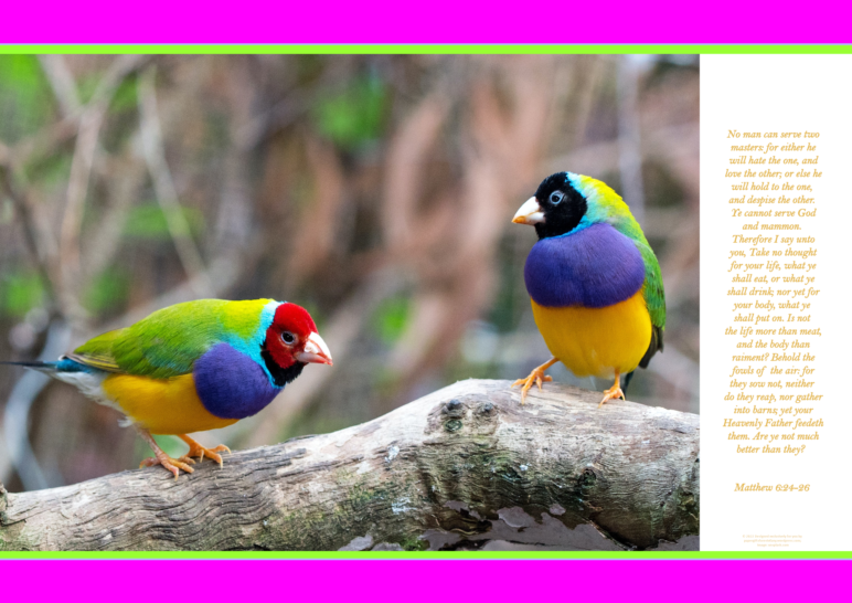FREE Gouldian Finch poster with Bible verses from Matthew 6:24-26; bright pink, lime, white background; free printable