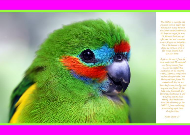 FREE Fig Parrot poster with Bible verses from Psalm 103:8-17; bright pink, lime, white background; free printable