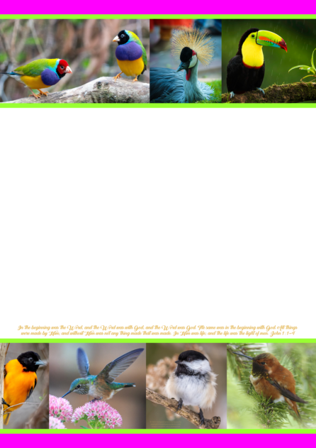 FREE Birds stationery with a collage of different birds (gouldian finch, toucan, hummingbird, other small birds) and Bible verse from John 1:1-4; bright pink, lime, white background; free printable