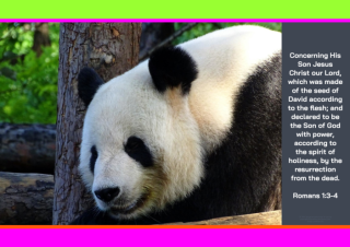 FREE Panda poster with Bible verse from Romans 1:3-4; bright pink, lime, orange, dark grey background; free printable