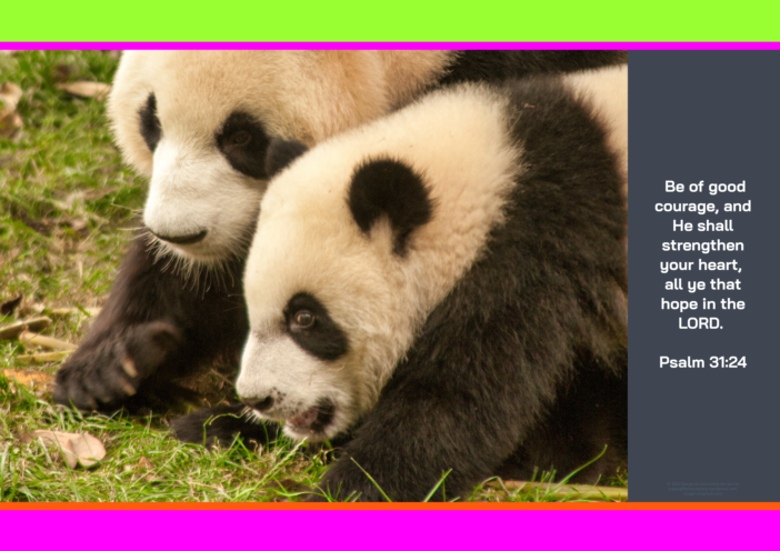 FREE Panda poster with Bible verse from Psalm 31:24; bright pink, lime, orange, dark grey background; free printable