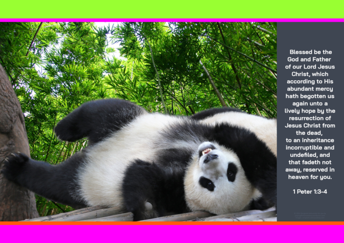 FREE Panda poster with Bible verse from 1 Peter 1:3-4; bright pink, lime, orange, dark grey background; free printable