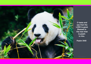 FREE Panda poster with Bible verse from Psalm 34:8; bright pink, lime, orange, dark grey background; free printable
