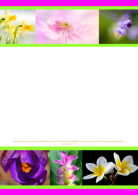 FREE Flower stationery with Bible verse from Song of Solomon 6:2-3; bright pink, lime, white background; free printable
