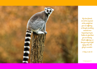 FREE Safari poster - lemur - with Bible verses from 1 Peter 4:12-13; bright pink, orange and white background; free printable
