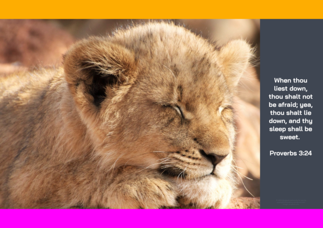 FREE Safari poster - lion cub - with Bible verse from Proverbs 3:24; bright pink, orange and dark grey background; free printable