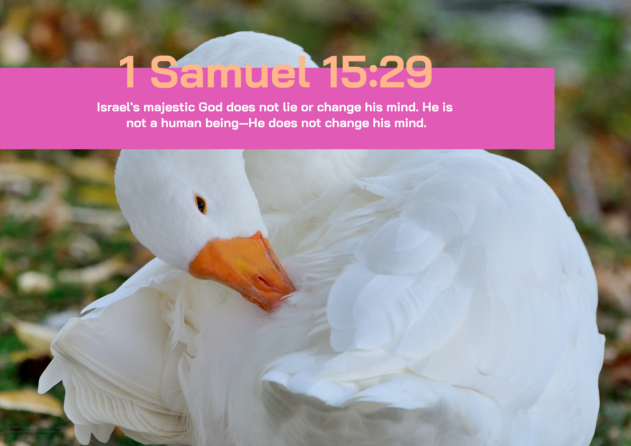 Farm Animals poster (goose) with Bible verse from 1 Samuel 15:29; free printable