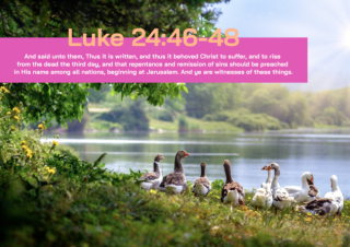 Farm Animals poster (geese) with Bible verse from Luke 24:46-48; free printable
