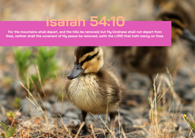 Farm Animals poster (duckling) with Bible verse from Isaiah 54:10; free printable