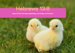 Farm Animals poster (chicks) with Bible verse from Hebrews 13:8; free printable