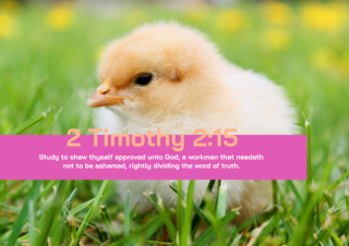 Farm Animals poster (chick) with Bible verse from 2 Timothy 2:15; free printable