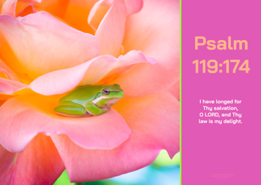 FREE Frog Bible poster with Bible verse from Psalm 119:174; pink and lime background; free printable