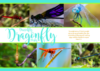 FREE Dragonfly & Damselfly Collage Bible poster with Bible verse from Psalm 57:1; teal and lime background; free printable