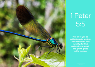 FREE Dragonfly (Damselfly) Bible poster with Bible verse from 1 Peter 5:5; teal and lime background; free printable